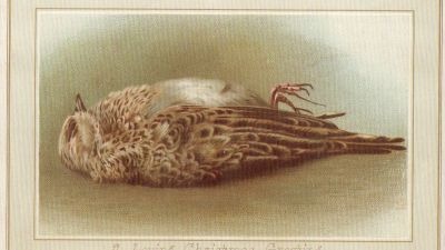 Christmas Death Traditions