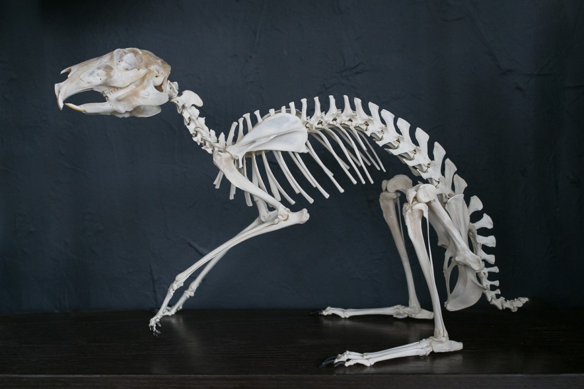 Alessandra+Dzuba+Artwork+Shoot+April+2016 10