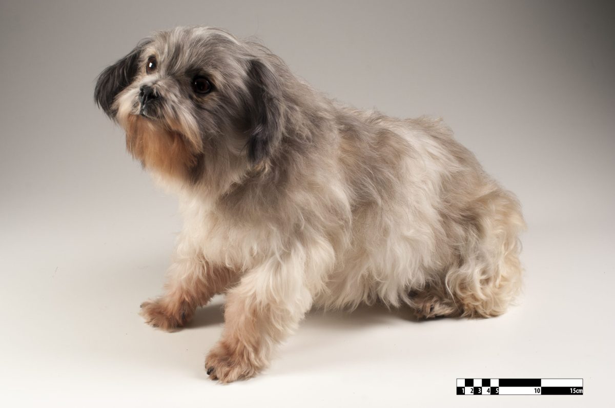 Dog (Lhasa apso) at MAV USP