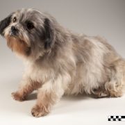 Dog (Lhasa apso) at MAV USP