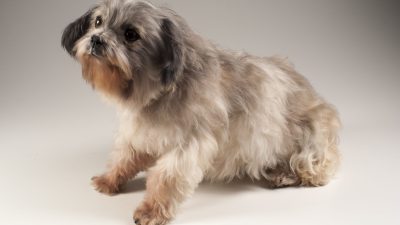 Dog (Lhasa apso) at MAV USP