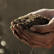 A pair of male hands holding compost that has turned into dirt