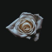 the 7 stages of grief