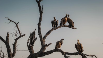tibetan sky burial us