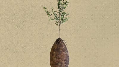 How to Become a Tree when you Die - Debunked